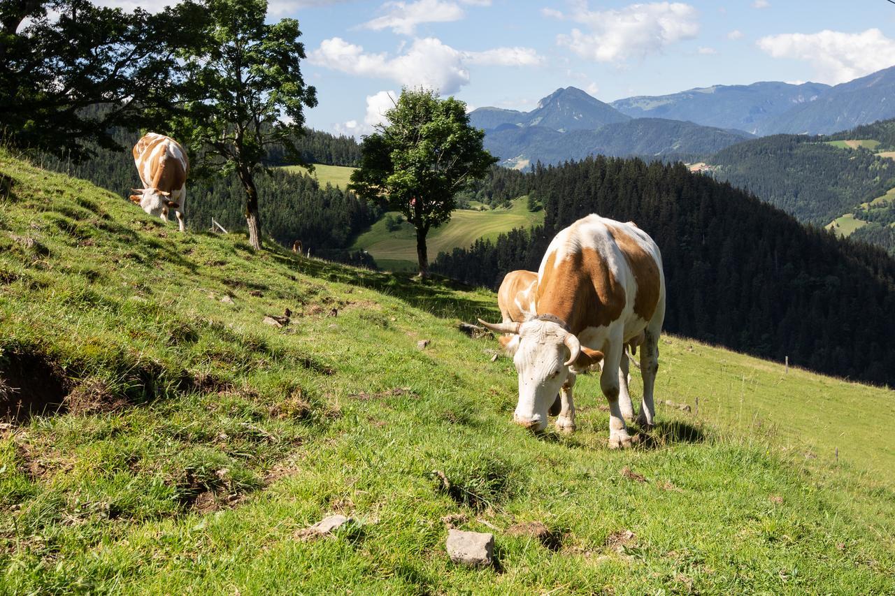 Farmstay&Glamping Visocnik Ljubno Экстерьер фото