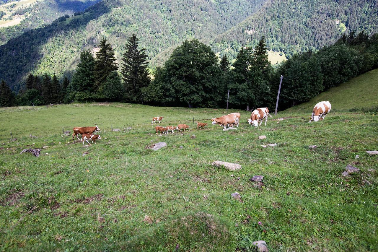 Farmstay&Glamping Visocnik Ljubno Экстерьер фото